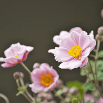 Anémone du Japon 'September Charm' - Anemone hupehensis 'September Charm'