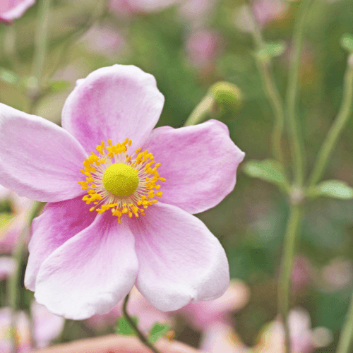 Anémone du Japon 'September Charm' - Anemone hupehensis 'September Charm' - FLEURANDIE