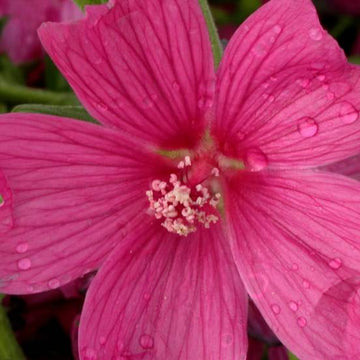 Mauve arbustive du Cap 'El Rayo' - Anisodontea capensis 'El Rayo'