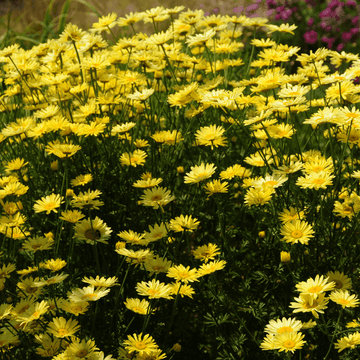 Anthémis Jaune - Anthemis tinctoria