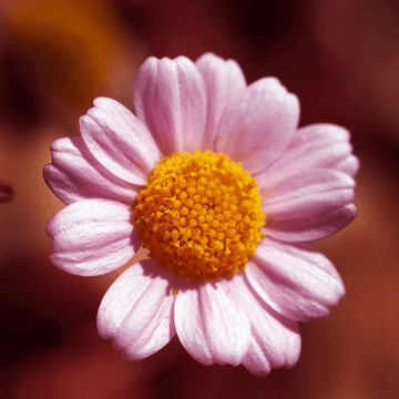 Anthémis Rose - Anthemis carpatica