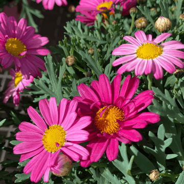 Anthémis Rose - Anthemis carpatica