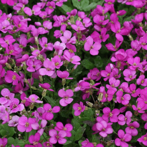 Arabette du Caucase 'Rosea' - Arabis caucasica 'Rosea' - FLEURANDIE