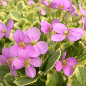 Arabette du Caucase 'Rosea' - Arabis caucasica 'Rosea'