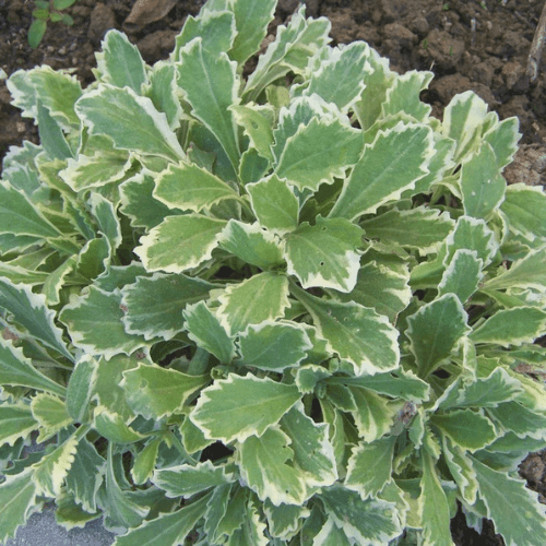 Arabette du Caucase 'Variegata' - Arabis caucasica 'Variegata' - FLEURANDIE