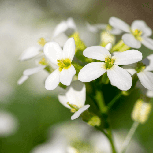 Arabette du Caucase 'Variegata' - Arabis caucasica 'Variegata' - FLEURANDIE