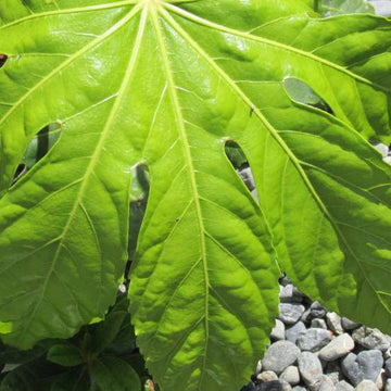 Aralia japonica