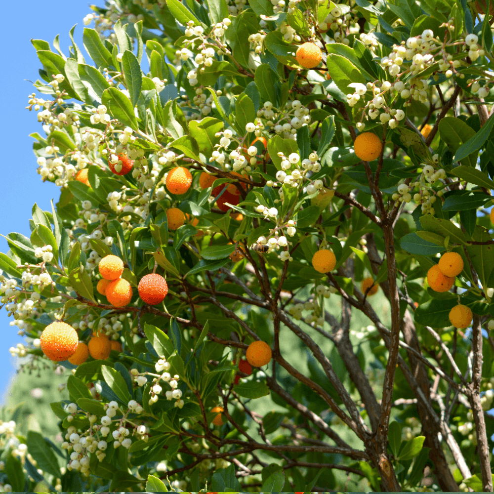 Arbousier, Arbre à fraises 'Compacta' - Arbutus unedo 'Compacta' - FLEURANDIE