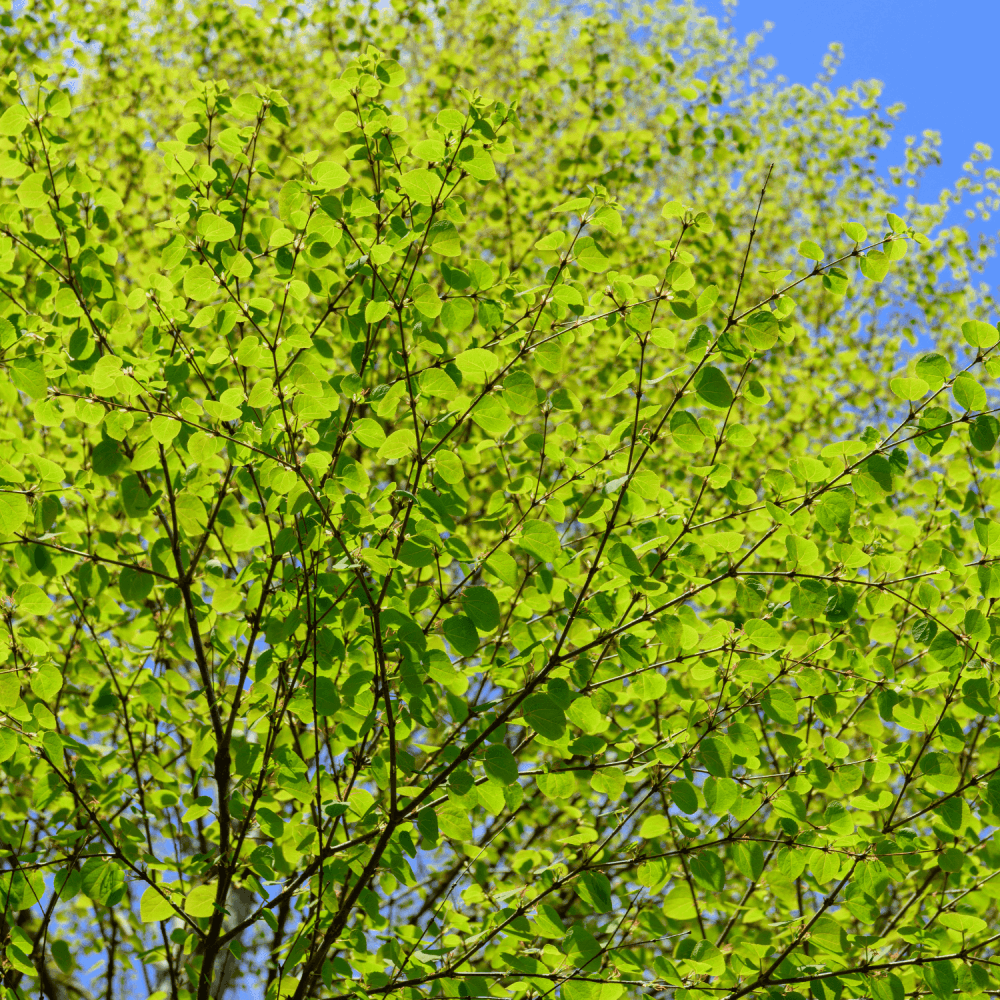 Arbre à caramel - Cercidiphyllum japonicum - FLEURANDIE