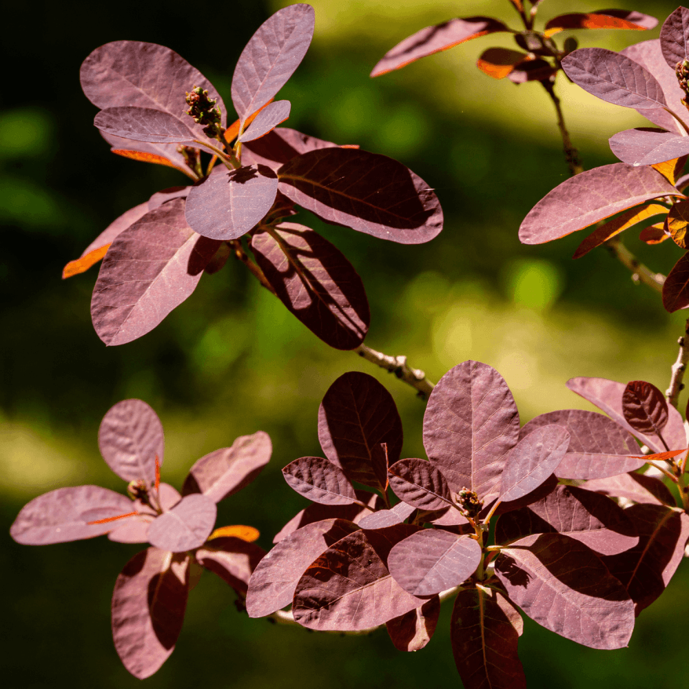 Arbre à perruque 'Royal Purple' - Cotinus coggygria 'Royal Purple' - FLEURANDIE