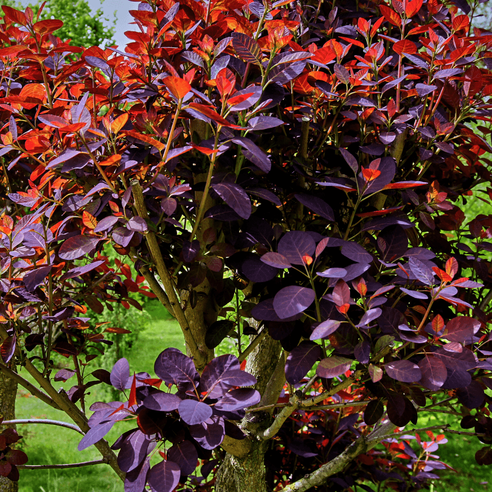 Arbre à perruque 'Royal Purple' - Cotinus coggygria 'Royal Purple' - FLEURANDIE