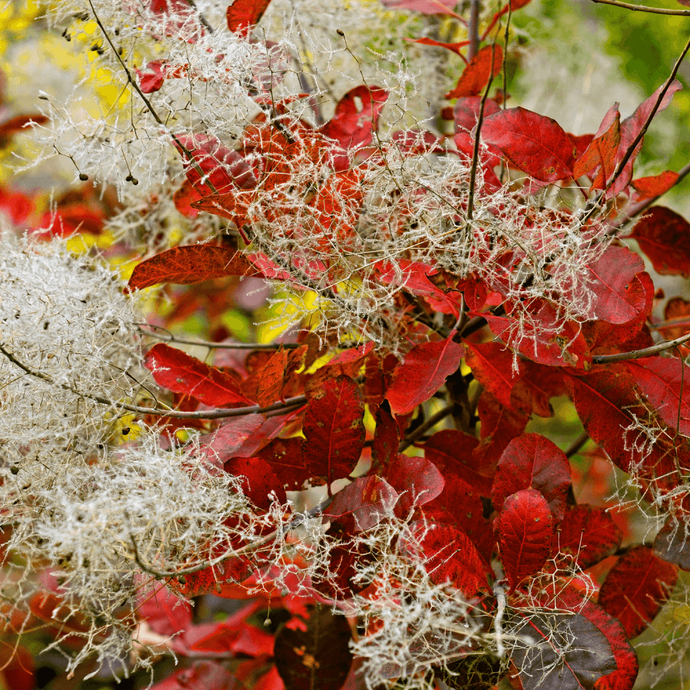 Arbre à perruque 'Royal Purple' - Cotinus coggygria 'Royal Purple' - FLEURANDIE