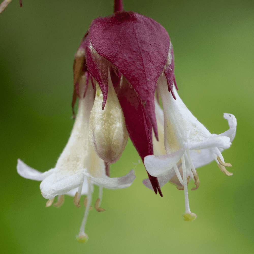 Arbre aux faisans - Leycesteria formosa - FLEURANDIE