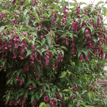 Arbre aux faisans - Leycesteria formosa