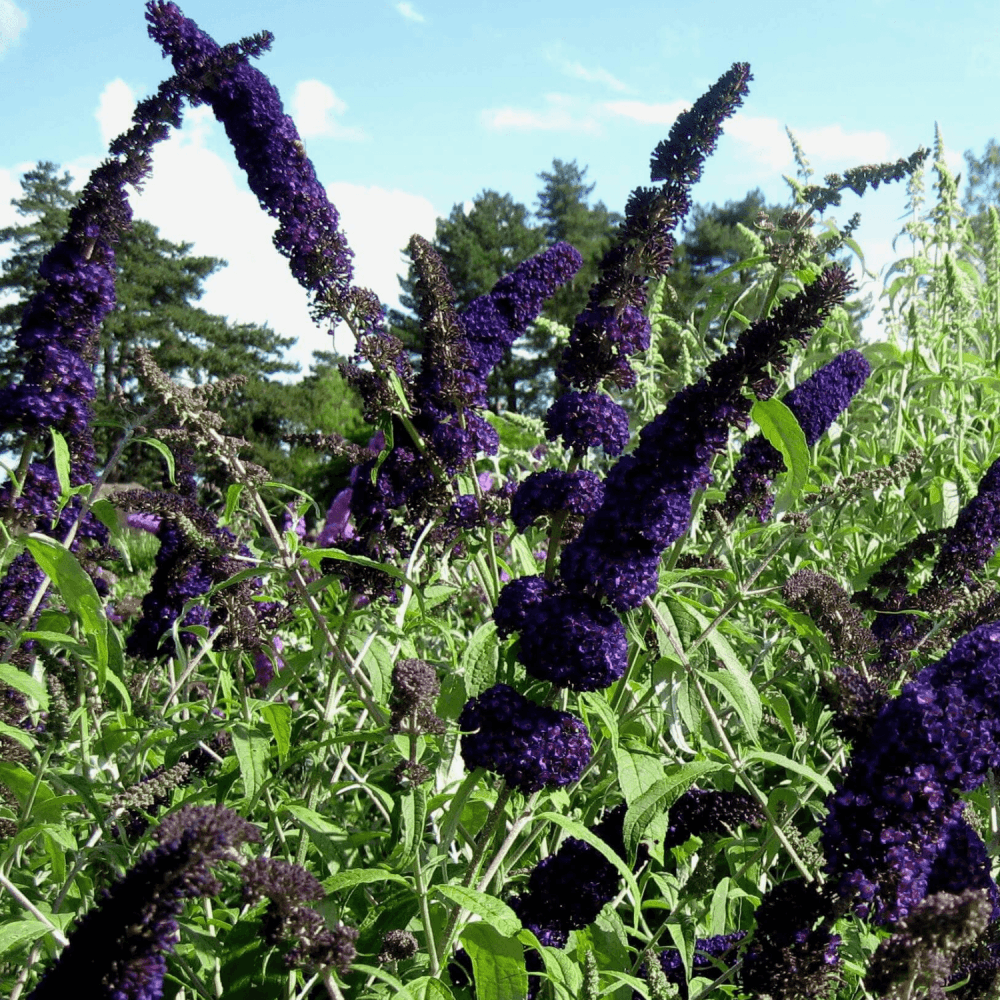 Arbre aux papillons 'Black Knight' - Buddleia davidii 'Black Knight' - FLEURANDIE