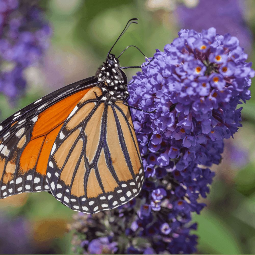 Arbre aux papillons 'Black Knight' - Buddleia davidii 'Black Knight' - FLEURANDIE