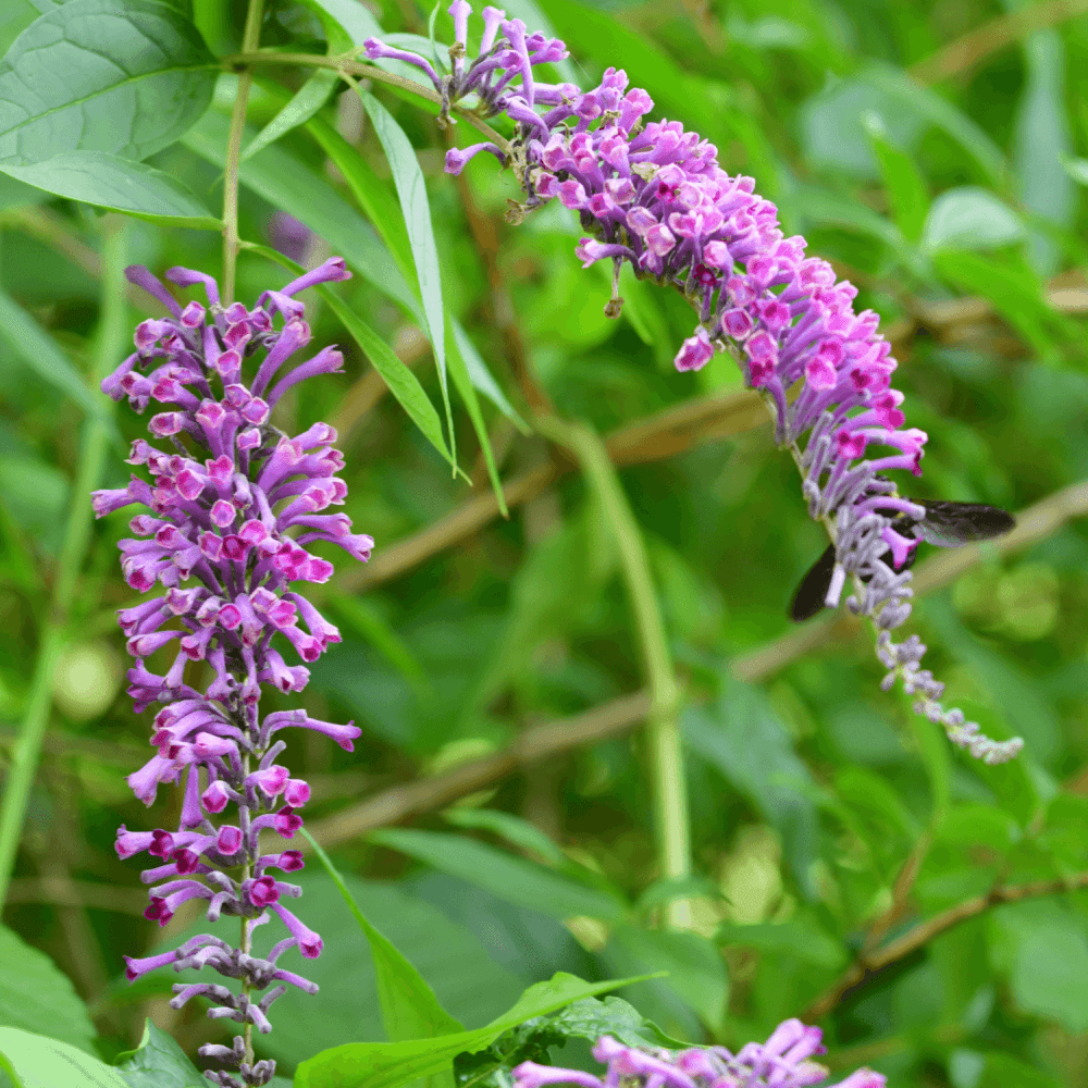 Arbre aux papillons 'Border Beauty' - Buddleja davidii 'Border Beauty' - FLEURANDIE