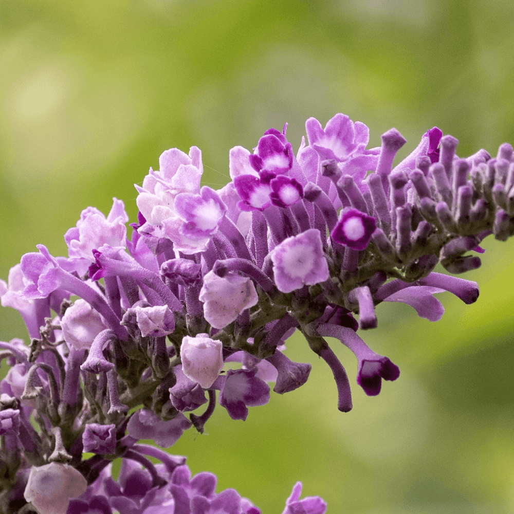 Arbre aux papillons 'Border Beauty' - Buddleja davidii 'Border Beauty' - FLEURANDIE