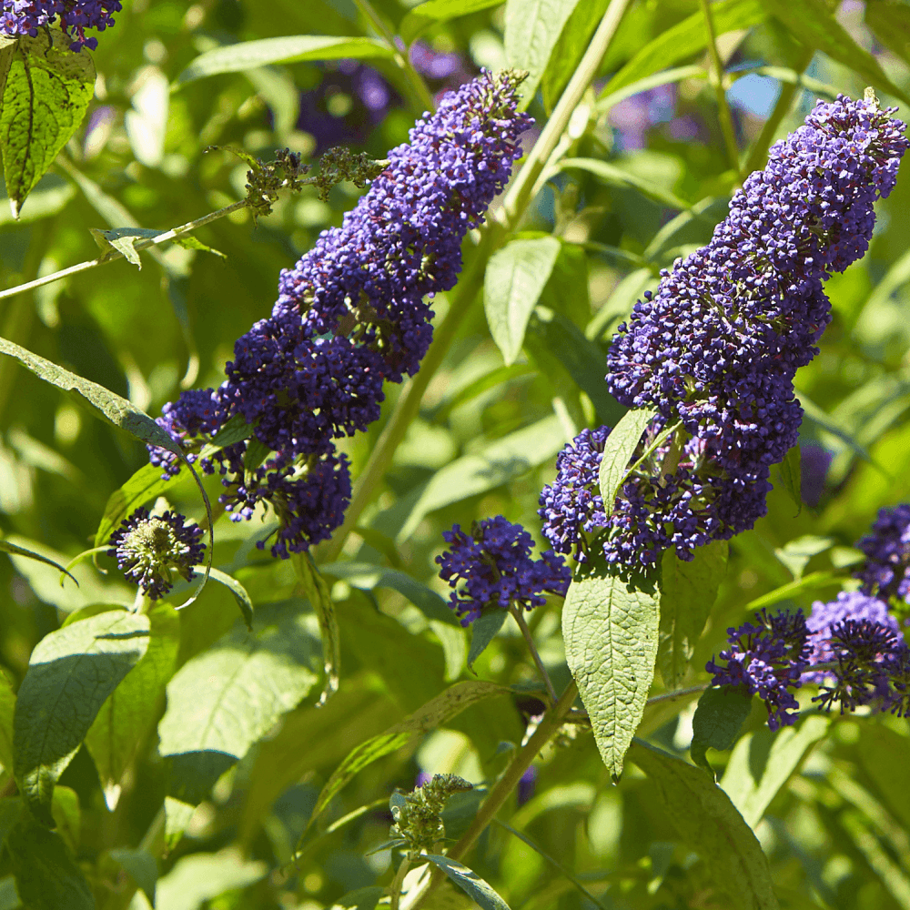 Arbre aux papillons 'Empire Blue' - Buddleja davidii 'Empire Blue' - FLEURANDIE