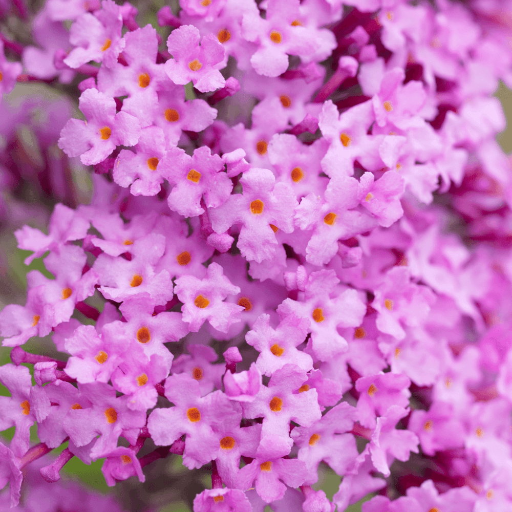 Arbre aux papillons 'Ile de France' - Buddleia davidii 'Ile de France' - FLEURANDIE