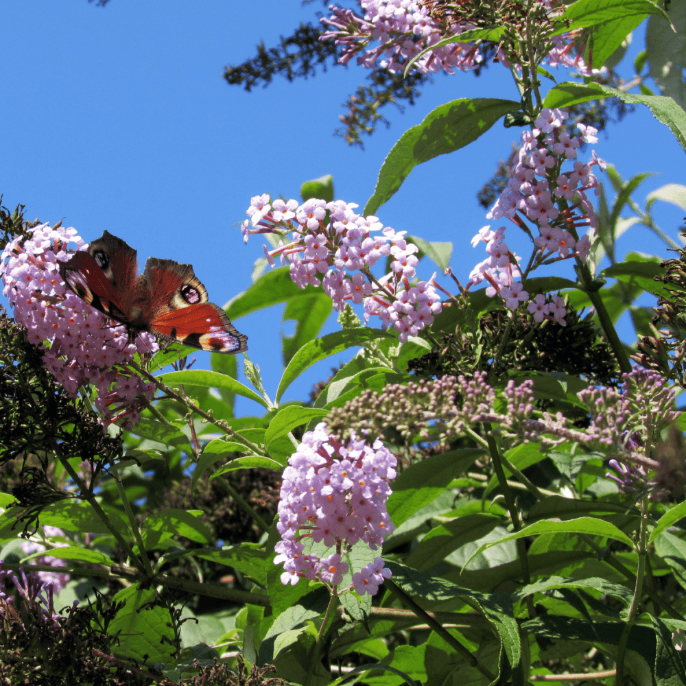 Arbre aux papillons 'Ile de France' - Buddleia davidii 'Ile de France' - FLEURANDIE