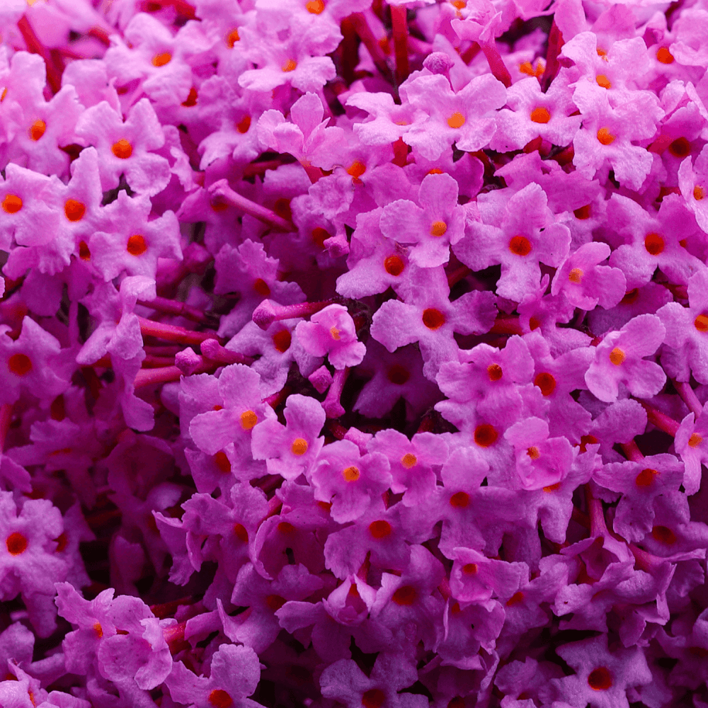 Arbre aux papillons 'Pink Delight' - Buddleia davidii 'Pink Delight' - FLEURANDIE