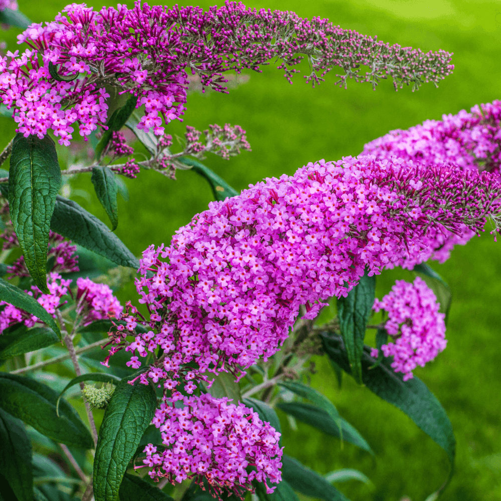 Arbre aux papillons 'Pink Delight' - Buddleia davidii 'Pink Delight' - FLEURANDIE