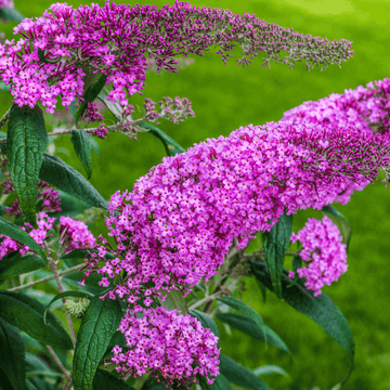 Arbre aux papillons 'Pink Delight' - Buddleia davidii 'Pink Delight'