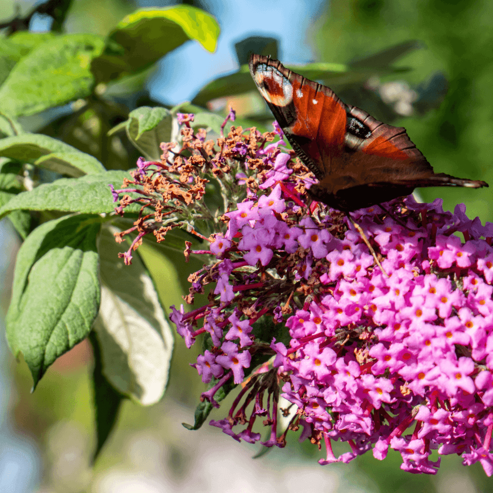 Arbre aux papillons 'Pink Delight' - Buddleia davidii 'Pink Delight' - FLEURANDIE