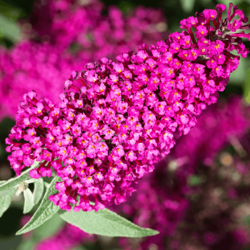 Arbre aux papillons 'Royal Red' - Buddleja davidii 'Royal Red' - FLEURANDIE