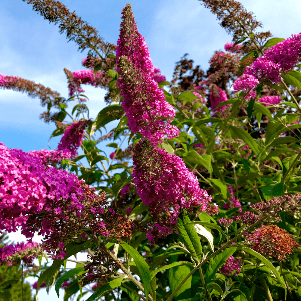 Arbre aux papillons 'Royal Red' - Buddleja davidii 'Royal Red' - FLEURANDIE