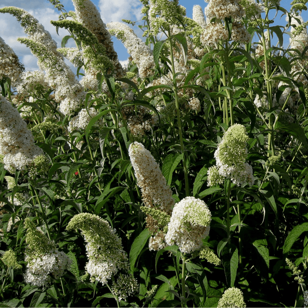 Arbre aux papillons 'White Profusion' - Buddleja davidii 'White Profusion' - FLEURANDIE