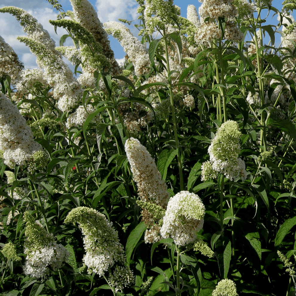 Arbre aux papillons 'White Profusion' - Buddleja davidii 'White Profusion' - FLEURANDIE
