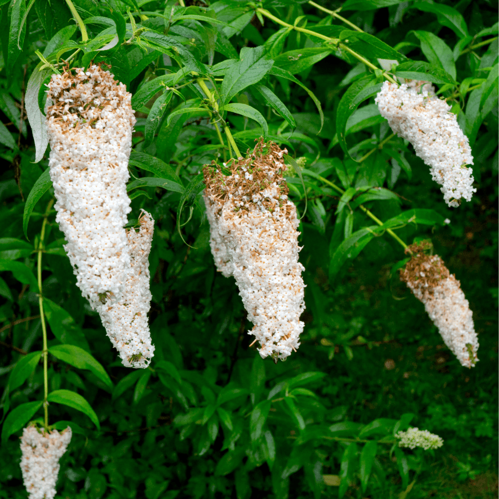 Arbre aux papillons 'White Profusion' - Buddleja davidii 'White Profusion' - FLEURANDIE