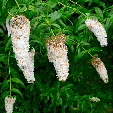 Arbre aux papillons 'White Profusion' - Buddleja davidii 'White Profusion'