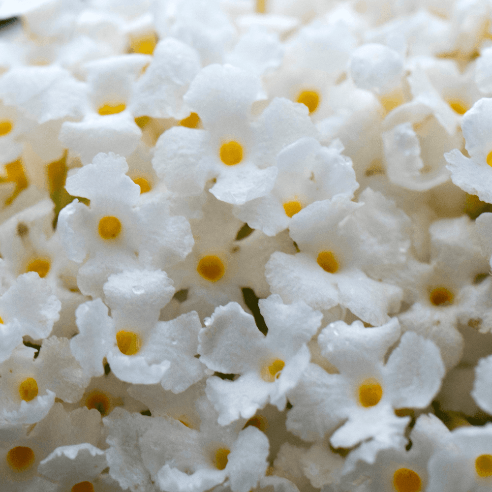 Arbre aux papillons 'White Profusion' - Buddleja davidii 'White Profusion' - FLEURANDIE