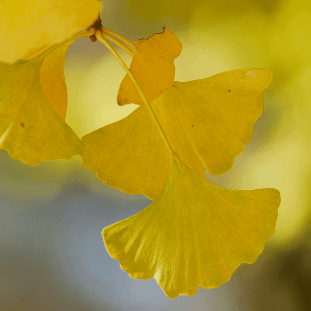 Arbre aux quarante écus - Ginkgo biloba - FLEURANDIE