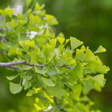 Arbre aux quarante écus - Ginkgo biloba