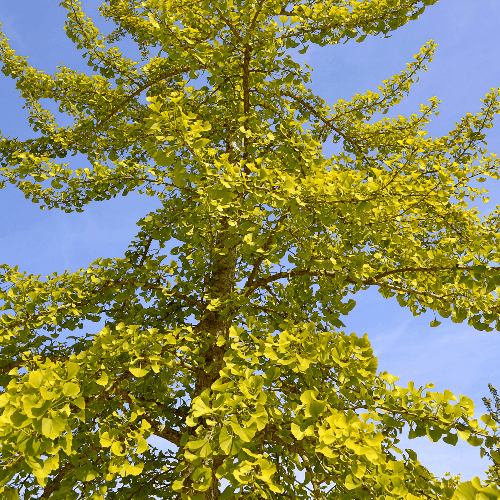 Arbre aux quarante écus - Ginkgo biloba - FLEURANDIE