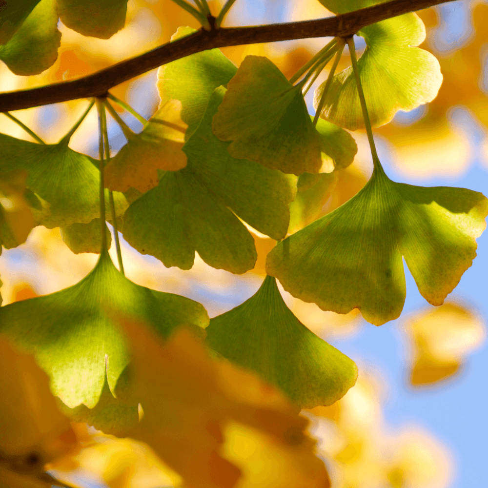 Arbre aux quarante écus - Ginkgo biloba - FLEURANDIE