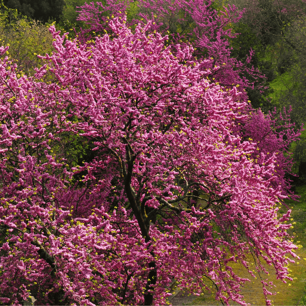 Arbre de Judée - Cercis siliquastrum - FLEURANDIE