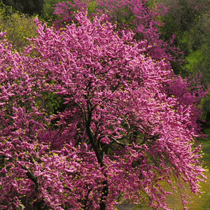 Arbre de Judée - Cercis siliquastrum - FLEURANDIE