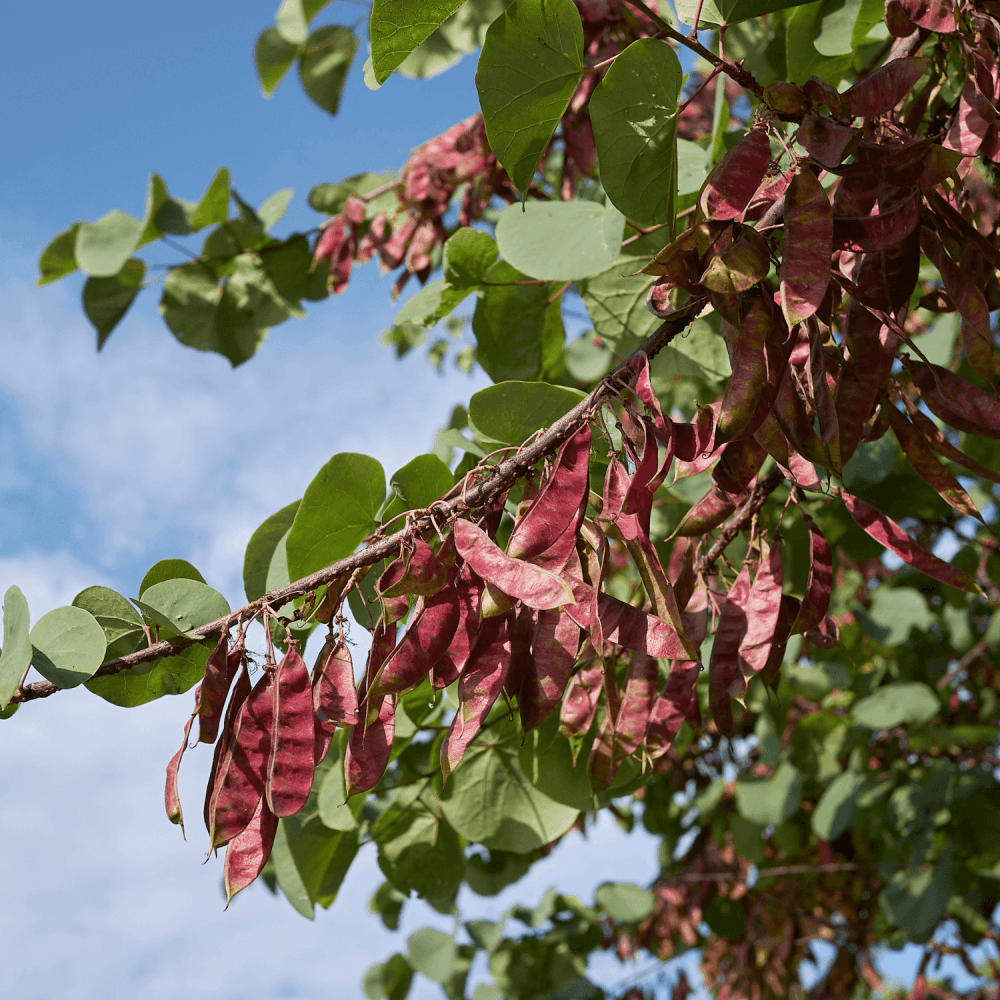 Arbre de Judée - Cercis siliquastrum - FLEURANDIE