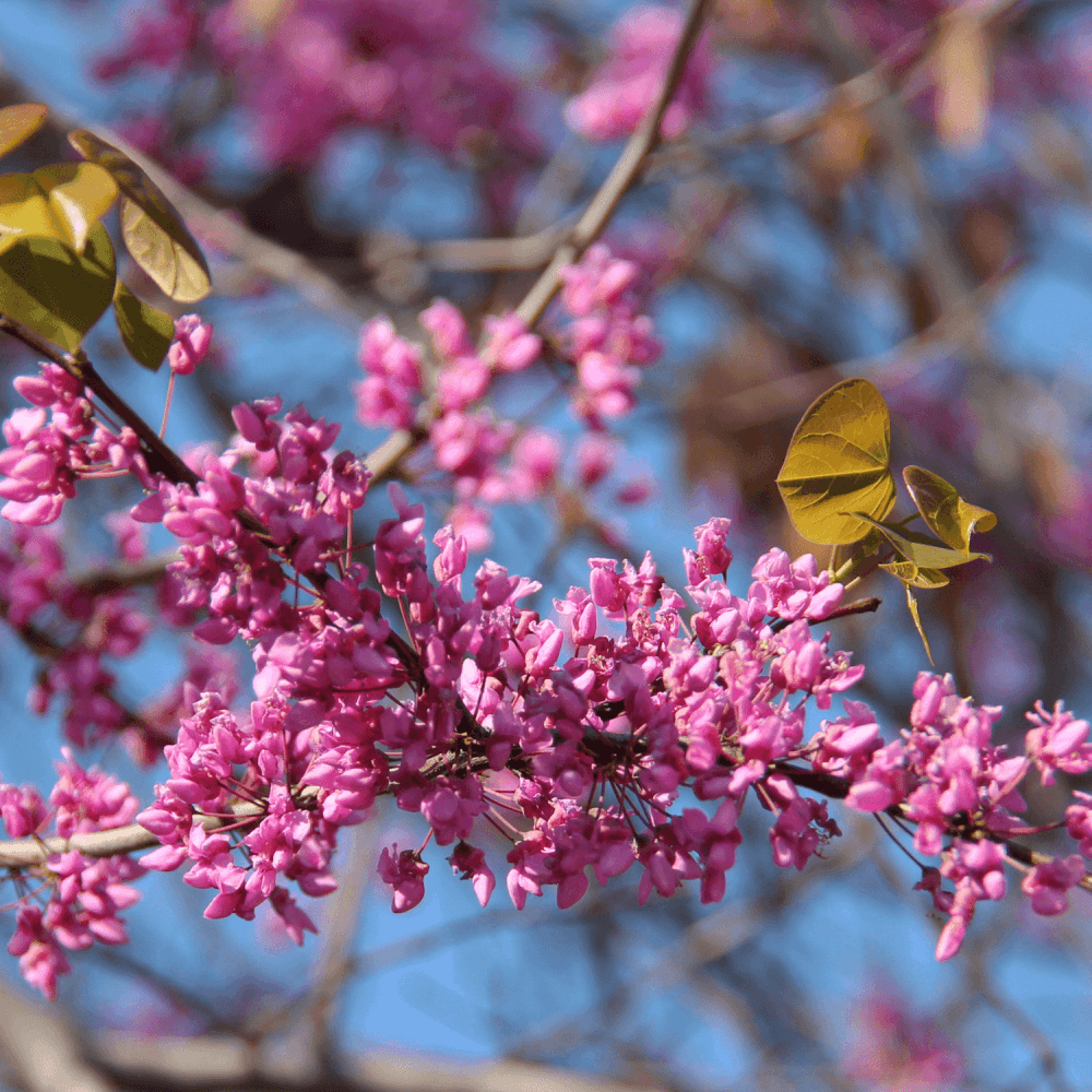 Arbre de Judée - Cercis siliquastrum - FLEURANDIE