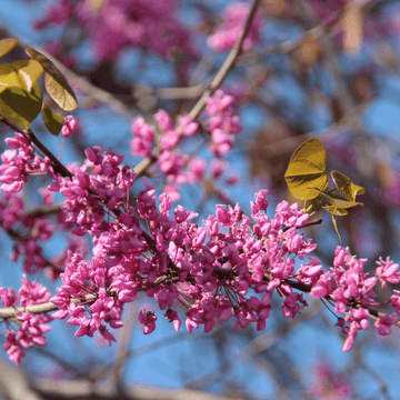 Arbre de Judée - Cercis siliquastrum