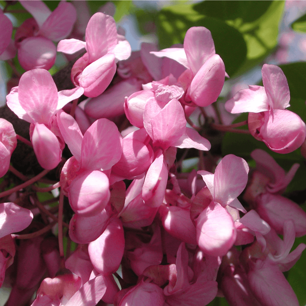 Arbre de Judée - Cercis siliquastrum - FLEURANDIE