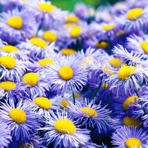 Aster belge' Ada Ballard' - Aster novi belgii 'Ada Ballard' - FLEURANDIE