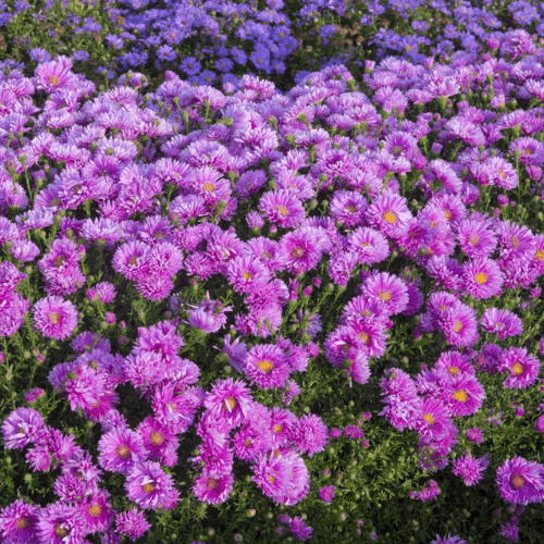 Aster belge 'Double rose d'anjou' - Aster novi belgii 'Double rose d'anjou' - FLEURANDIE