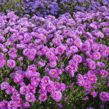 Aster belge 'Double rose d'anjou' - Aster novi belgii 'Double rose d'anjou'