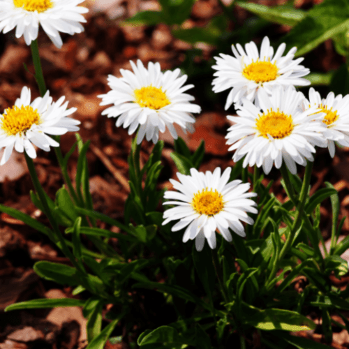 Aster des Alpes 'Albus' - Aster alpinus 'Albus' - FLEURANDIE